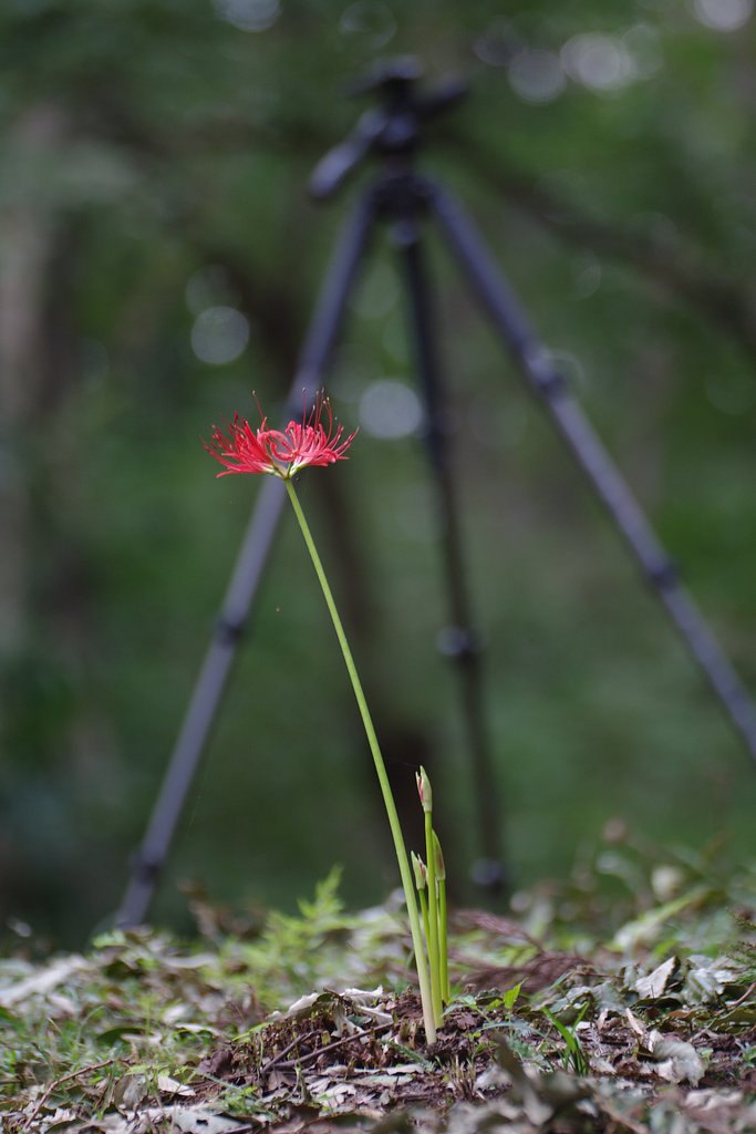 匍匐曼珠沙華