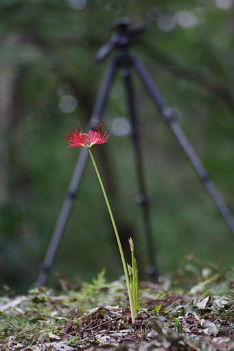 匍匐曼珠沙華