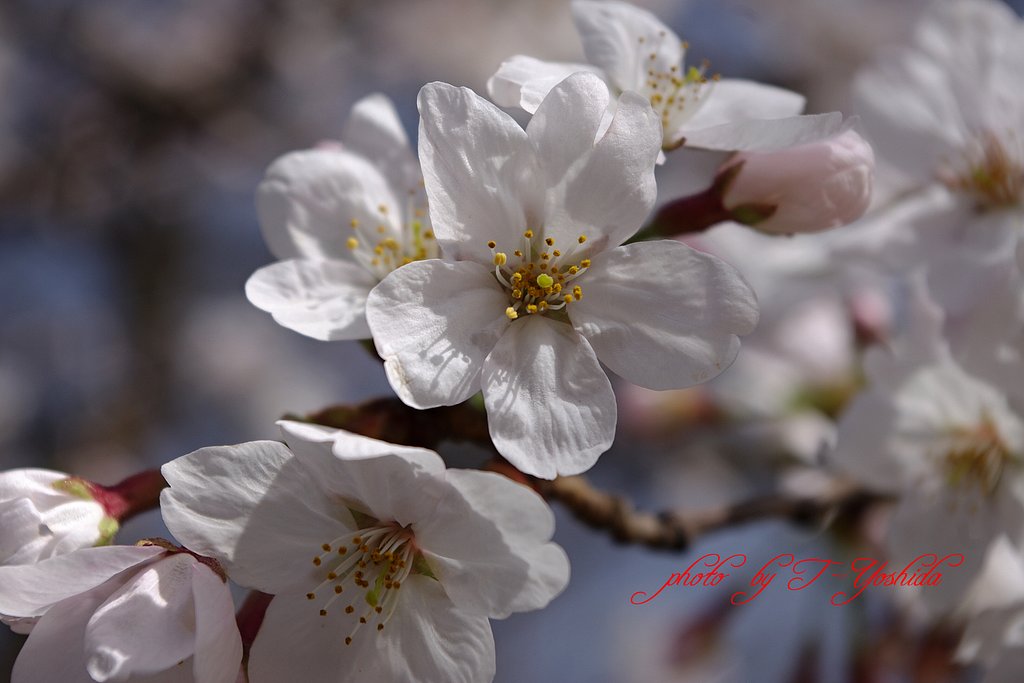 桜