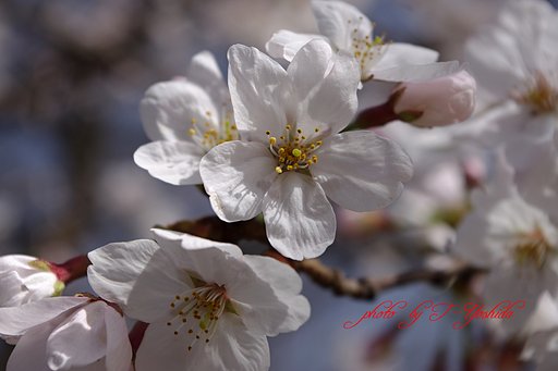 桜
