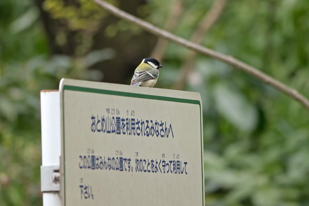 フェミニスト・シジュウカラ