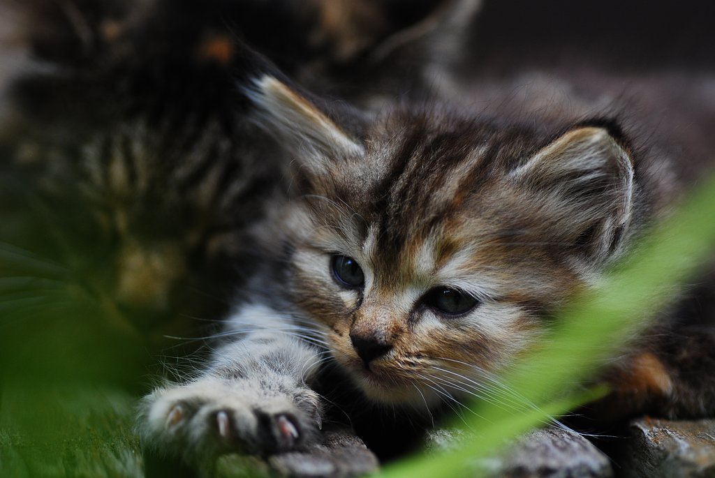 仔猫②