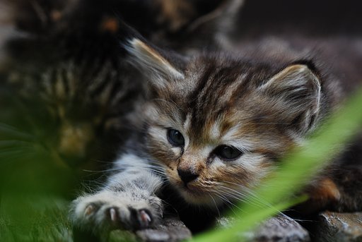 仔猫②