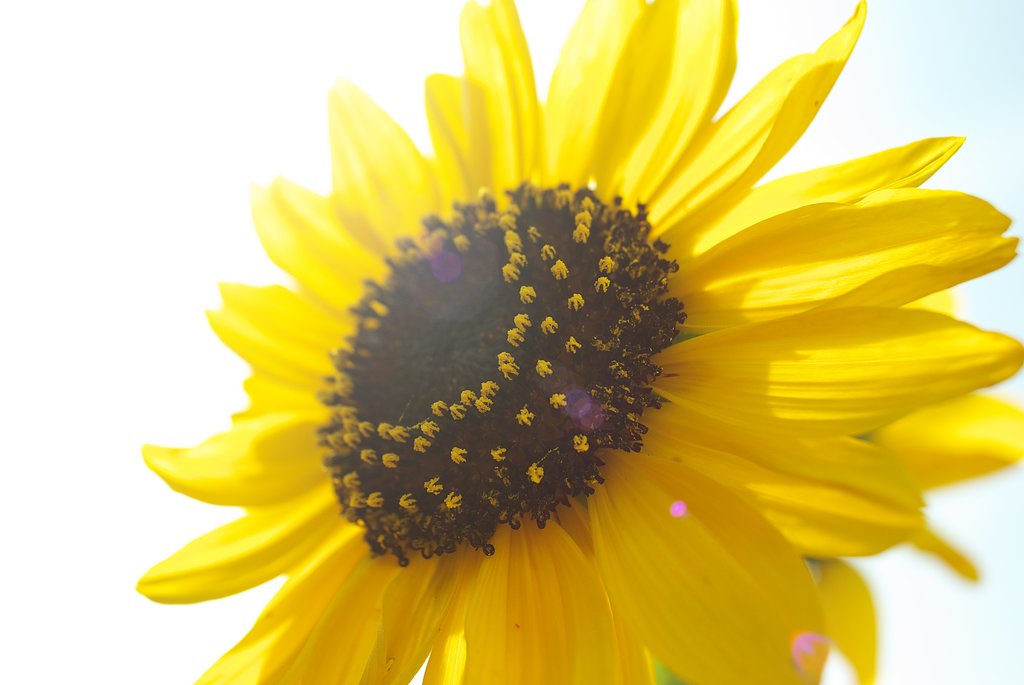 残暑・・・