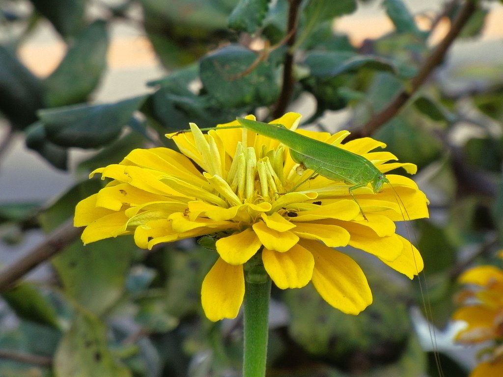 百日草