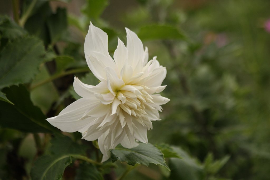 白い花