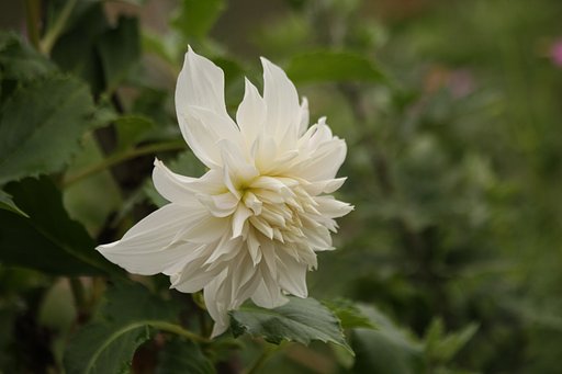 白い花