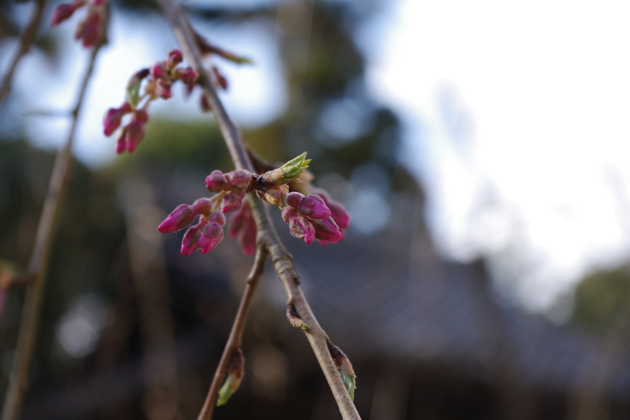 醍醐の花見
