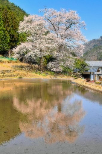 【淡彩】苗代桜