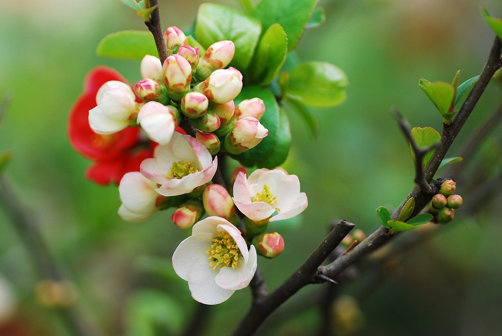 木瓜の花