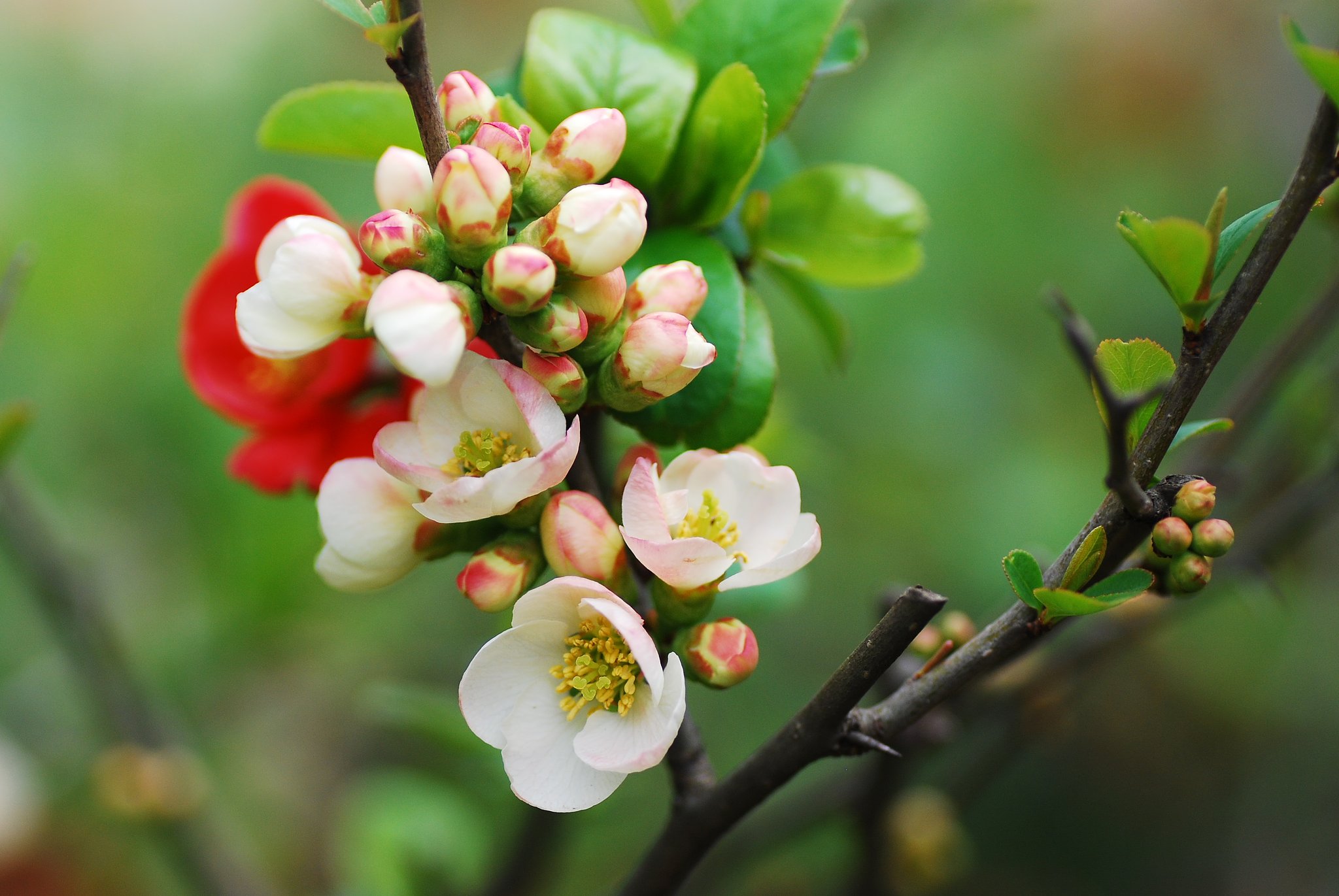 木瓜の花