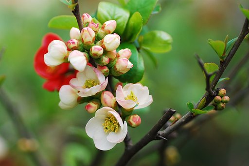 木瓜の花