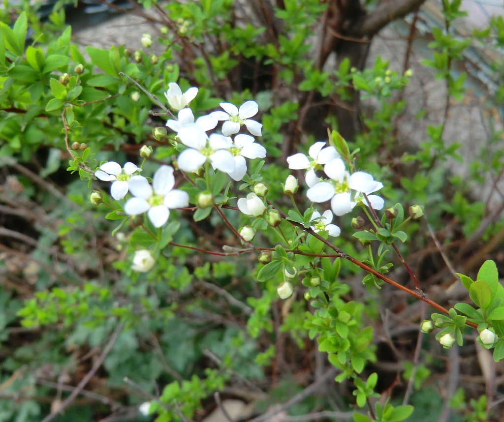 雪柳（小米花）