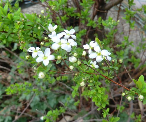 雪柳（小米花）
