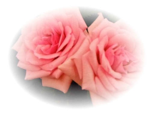 赤い薔薇