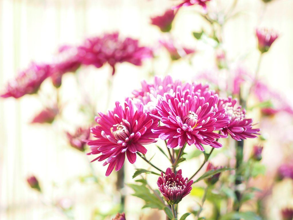【紅】色の菊