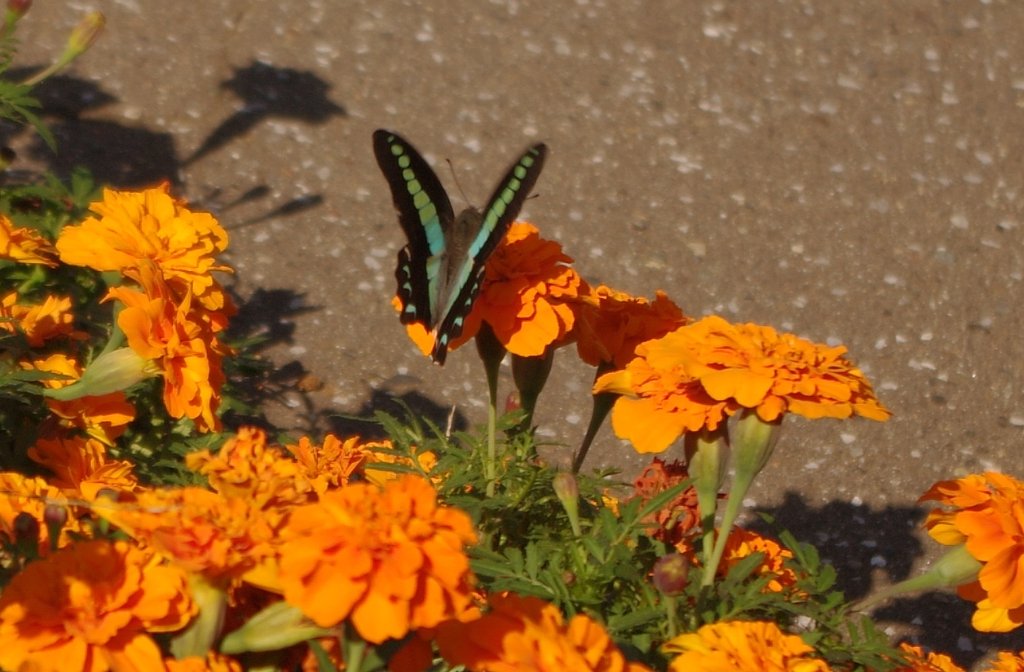この秋最後の花壇