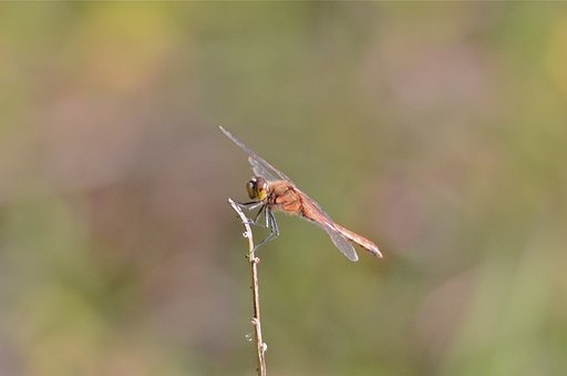 アキアカネ
