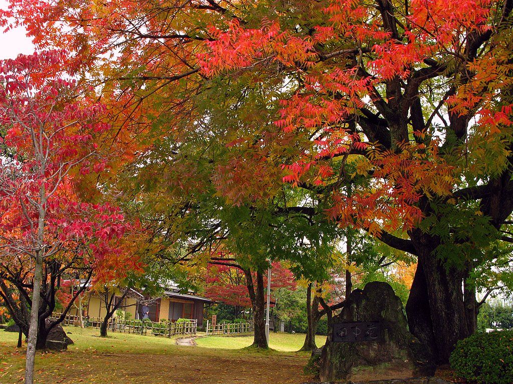 楷の木【紅】葉