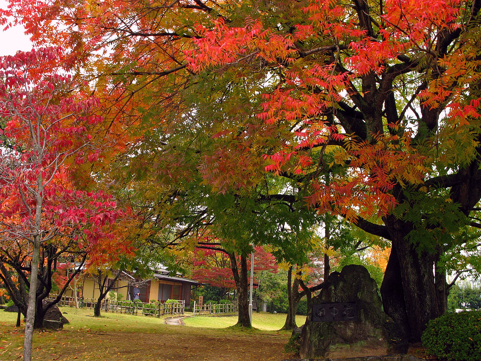 楷の木【紅】葉