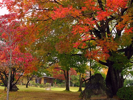 楷の木【紅】葉