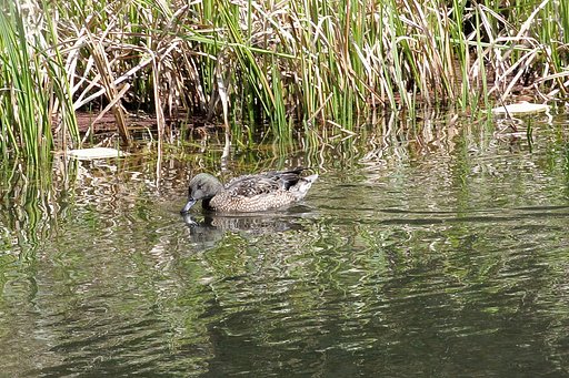 この鳥、何でしょうか？