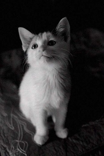 我が家に仔猫が