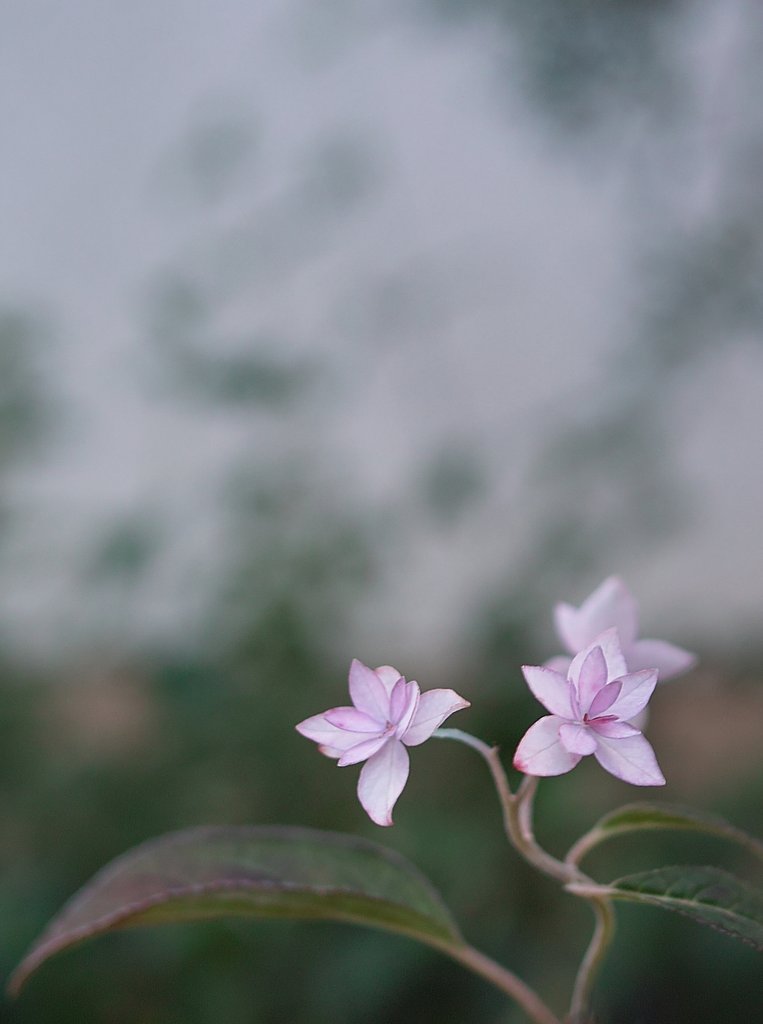 【睦】幻の花（シチダンカ）