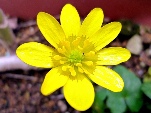ヒメリュウキンカB