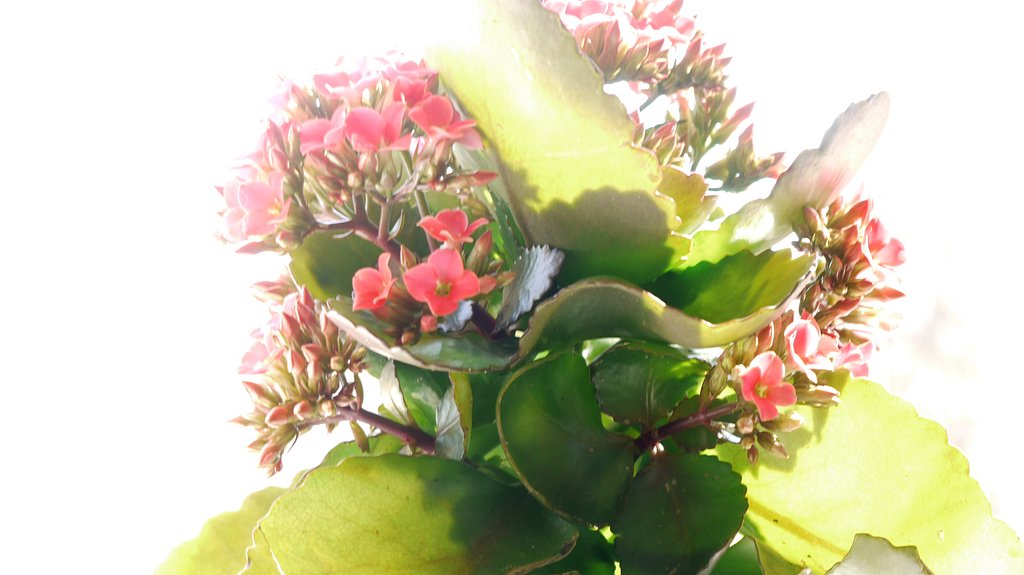 【淡彩】切り花