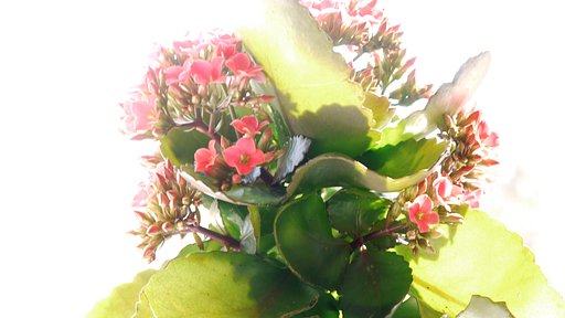 【淡彩】切り花