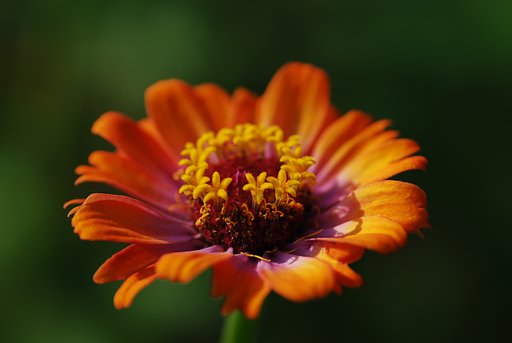 一輪の百日草