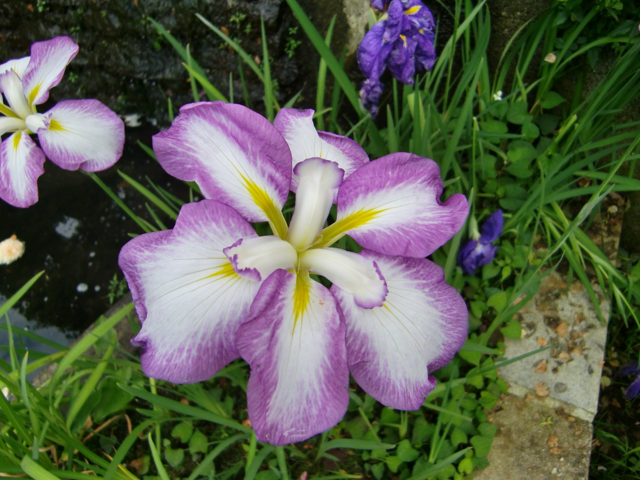 花菖蒲 （はなしょうぶ）