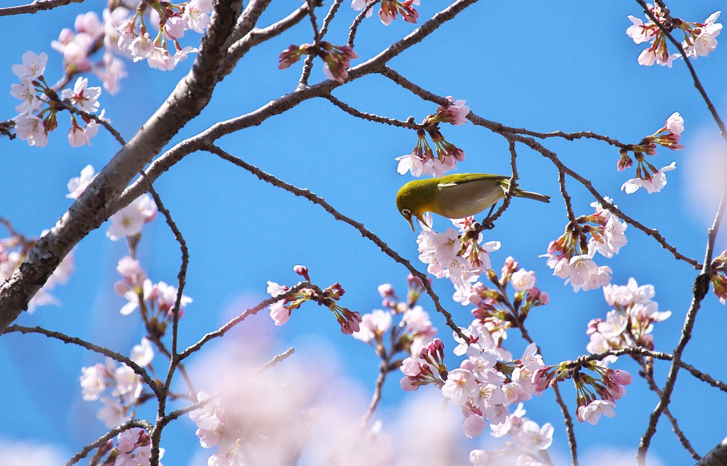 桜ジロー