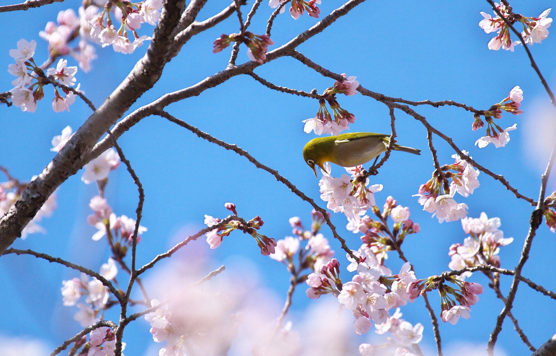 桜ジロー