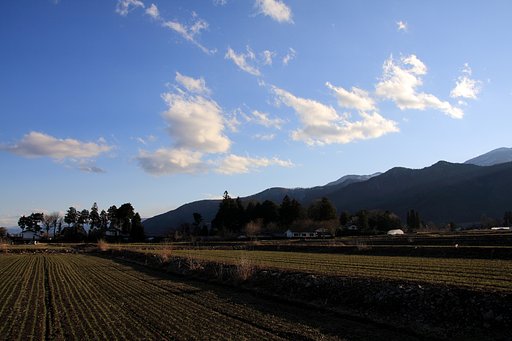 屋敷林にさす西日