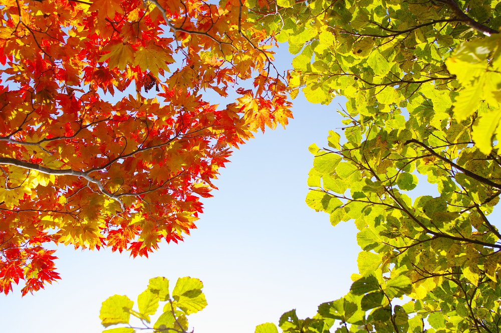 紅葉でぇ〜す