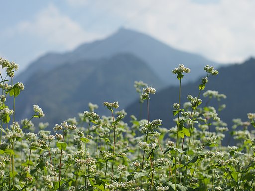 蕎麦の里より