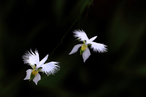 飛び立つ鷺