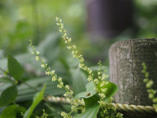 ちいさな、ちいさな花