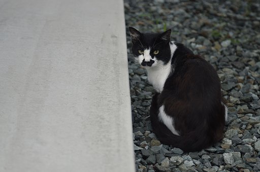 近所のノラさん