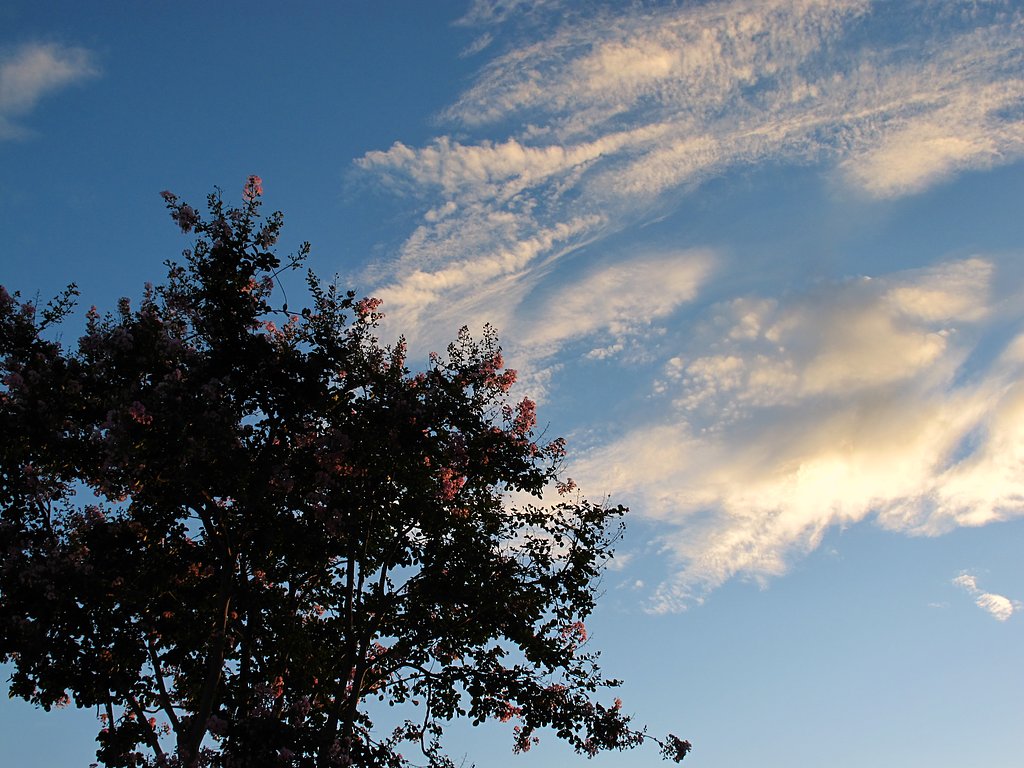 夕空と百日紅