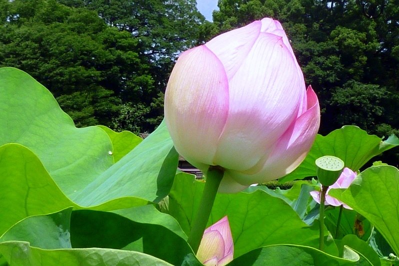 【肌 】蕾