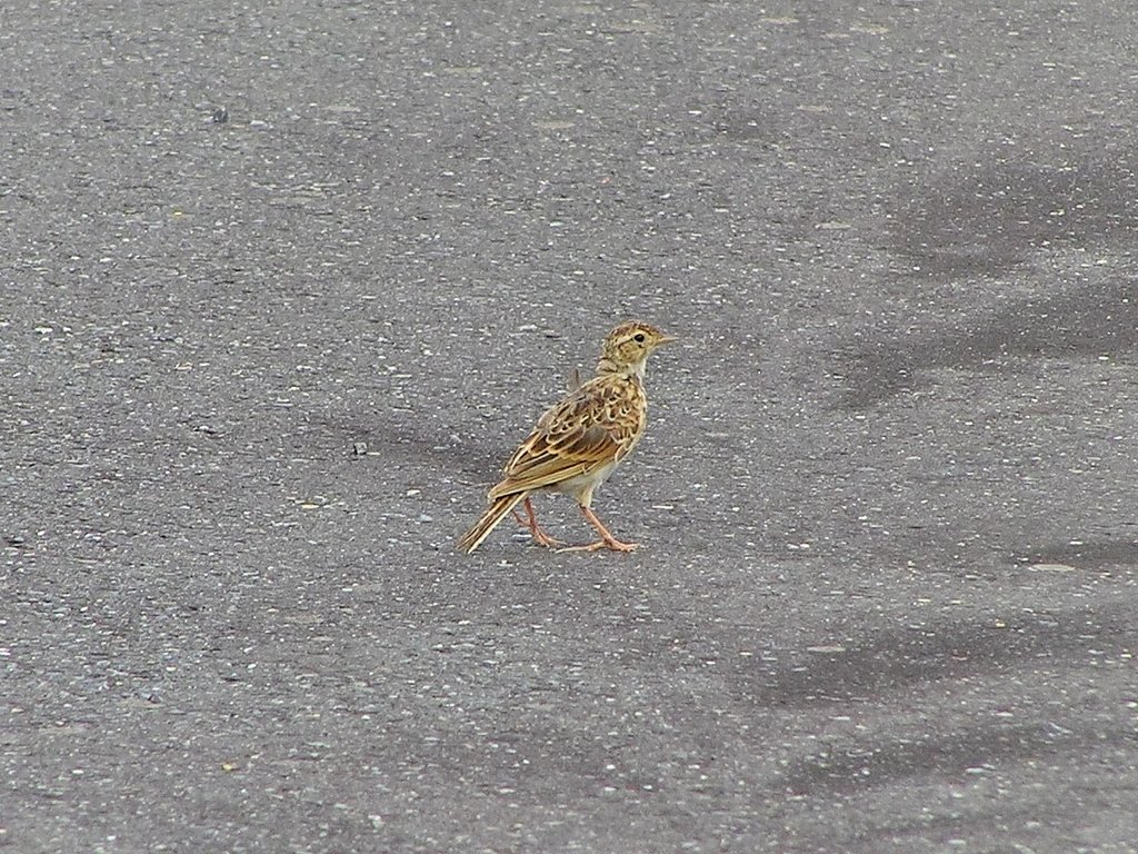 ひばり若?