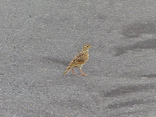 ひばり若?