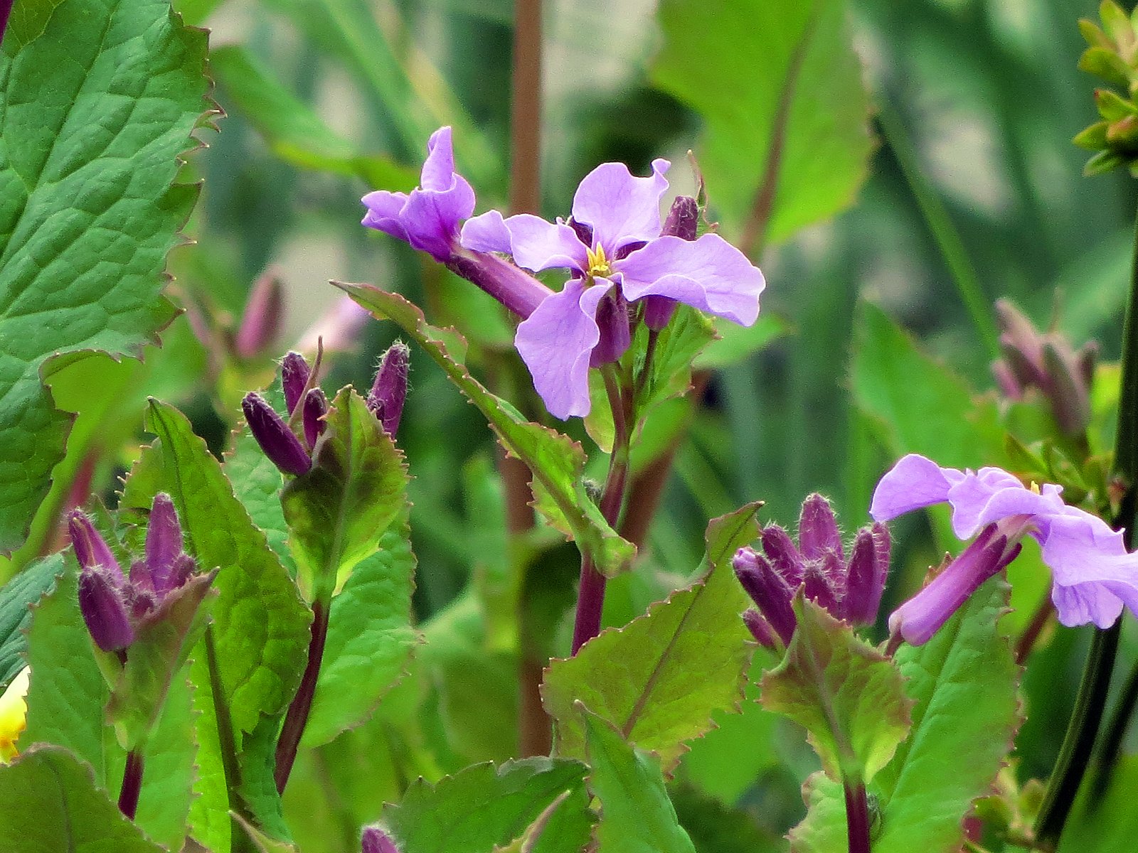 ムラサキハナナ(ハナダイコン)