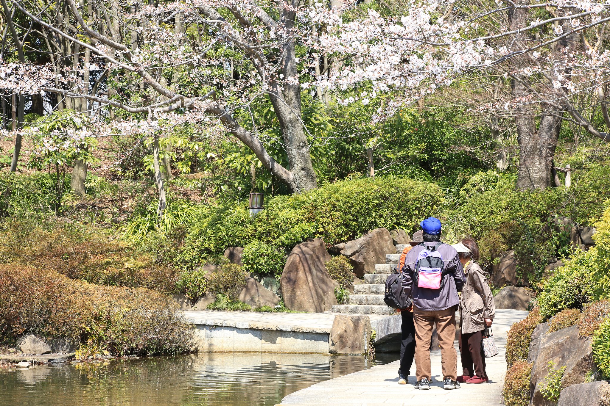 花見日和