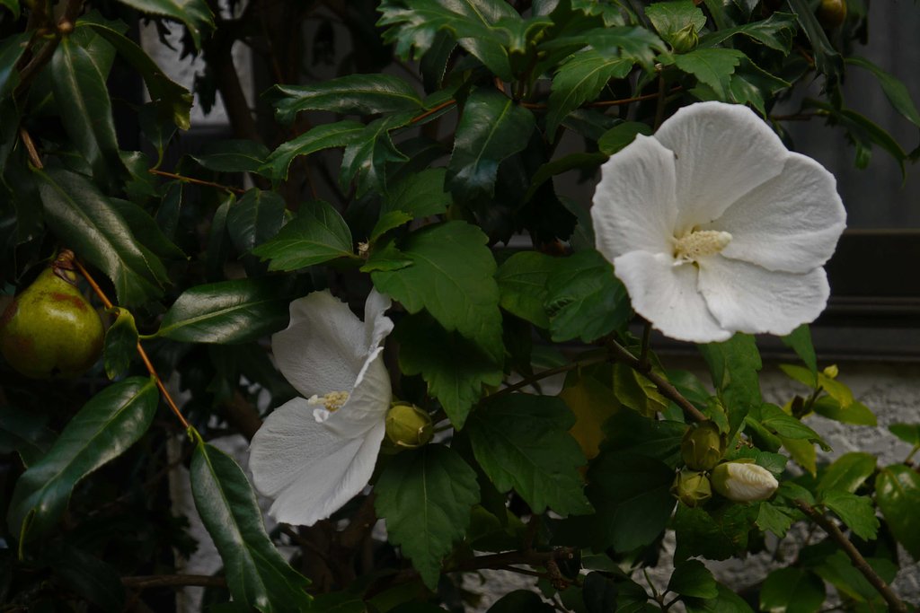 　　【綺麗な花】