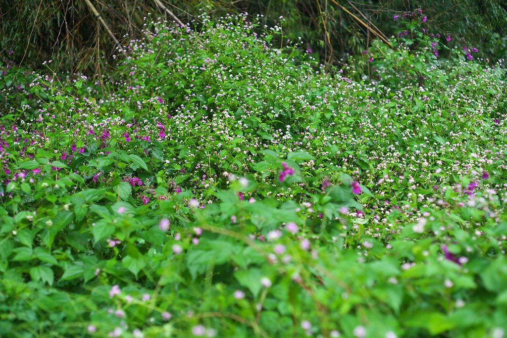 村の奥の畑の雑草。
