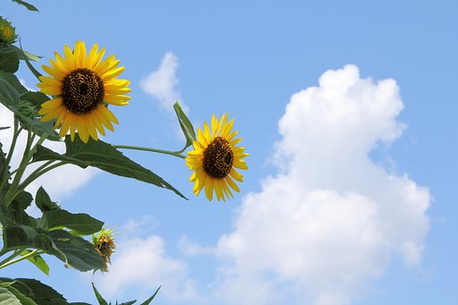 向日葵と夏空